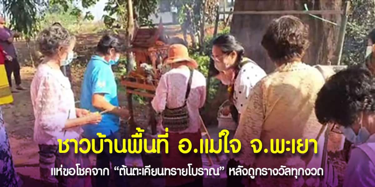 ชาวบ้านลุ้นเลขเด็ดจาก “ต้นตะเคียนทรายโบราณ” คิดว่าสมหวังเหมือนทุกครั้ง